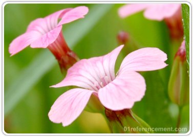 Photo d'une fleur rose