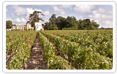 Photo des vignes